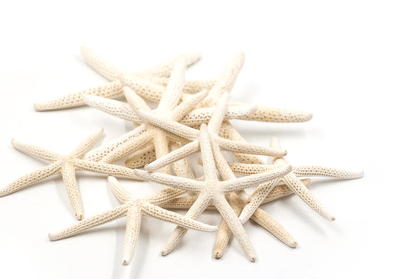 Finger Starfish - Creamy White